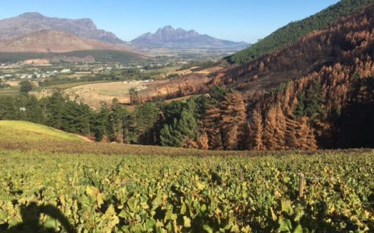 Franschhoek wine farm