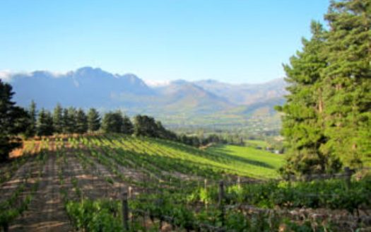 Franschhoek wine farm