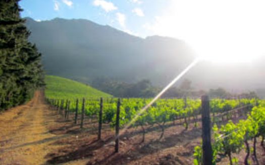 Franschhoek wine farm