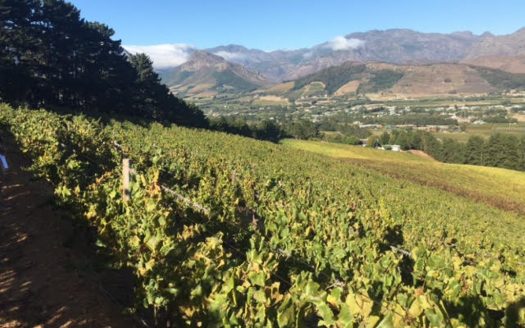 Franschhoek wine farm