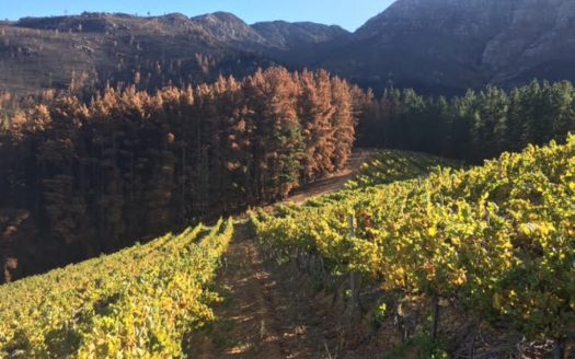 Franschhoek wine farm