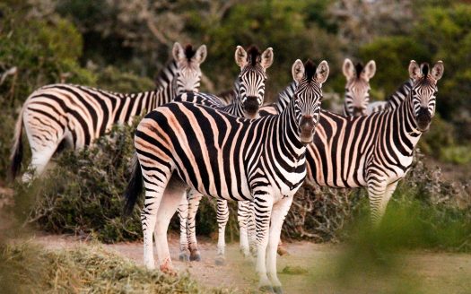 Magnificent Game Farm in Eastern Cape South Africa