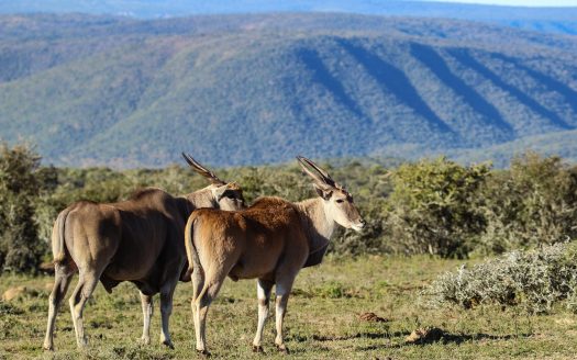 Magnificent Game Farm in Eastern Cape South Africa