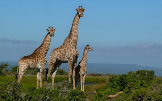 Magnificent Game Farm in Eastern Cape South Africa