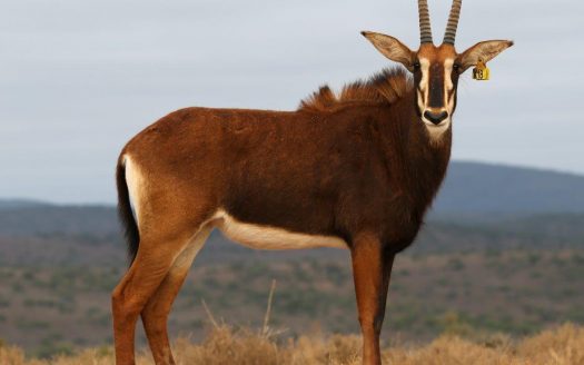Magnificent Game Farm in Eastern Cape South Africa