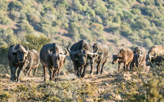 Magnificent Game Farm in Eastern Cape South Africa